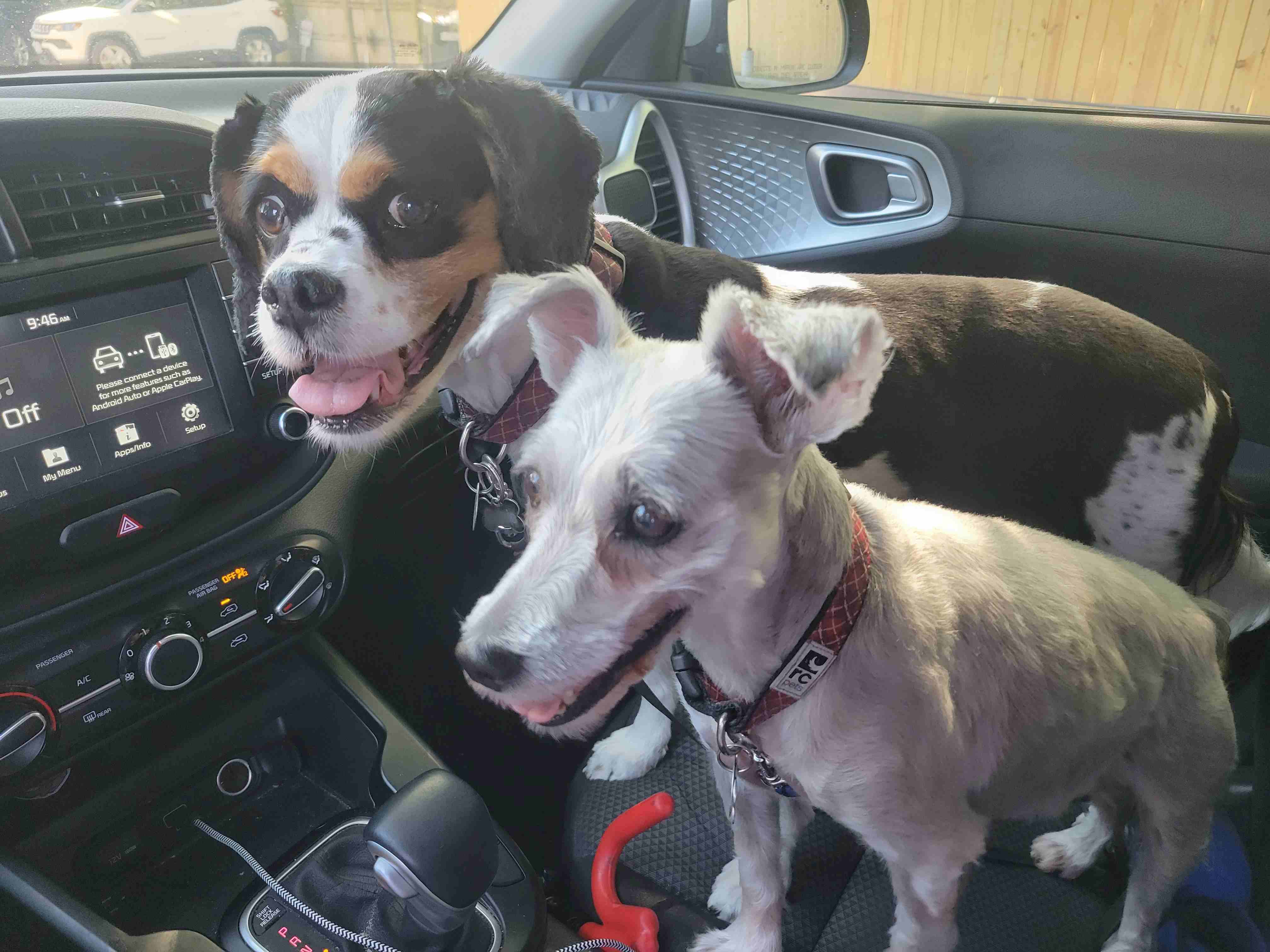 2023-09-03 dogs at dunks.jpg